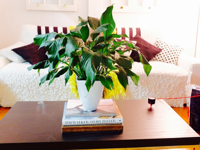 Plant on books