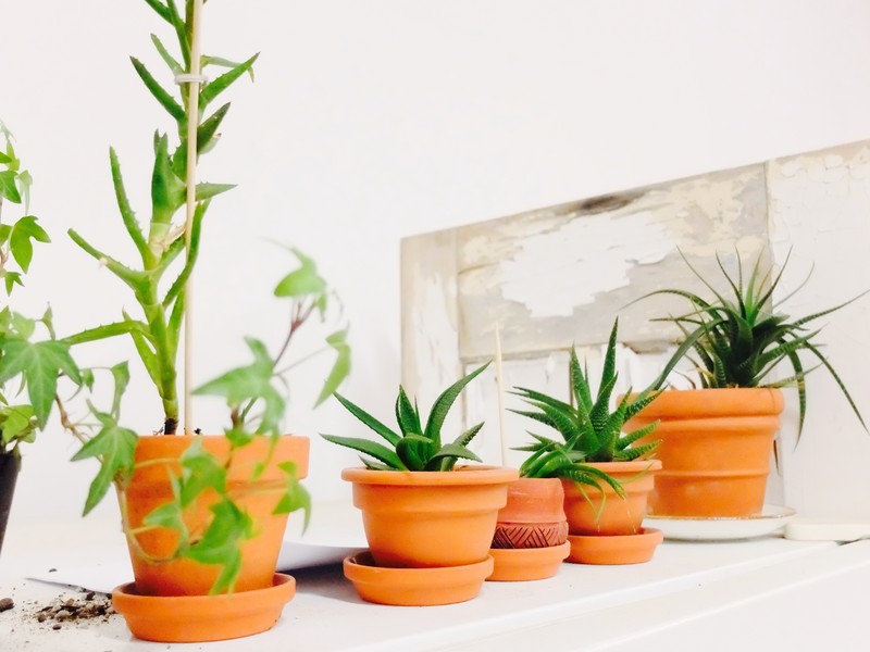 Terra Cotta Plants